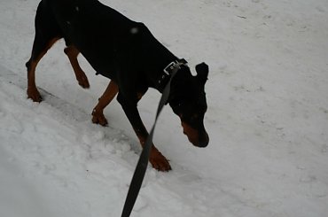 Dobek na spacerku #adopcja #Dobek #Doberman #pies #pomoc #schronisko