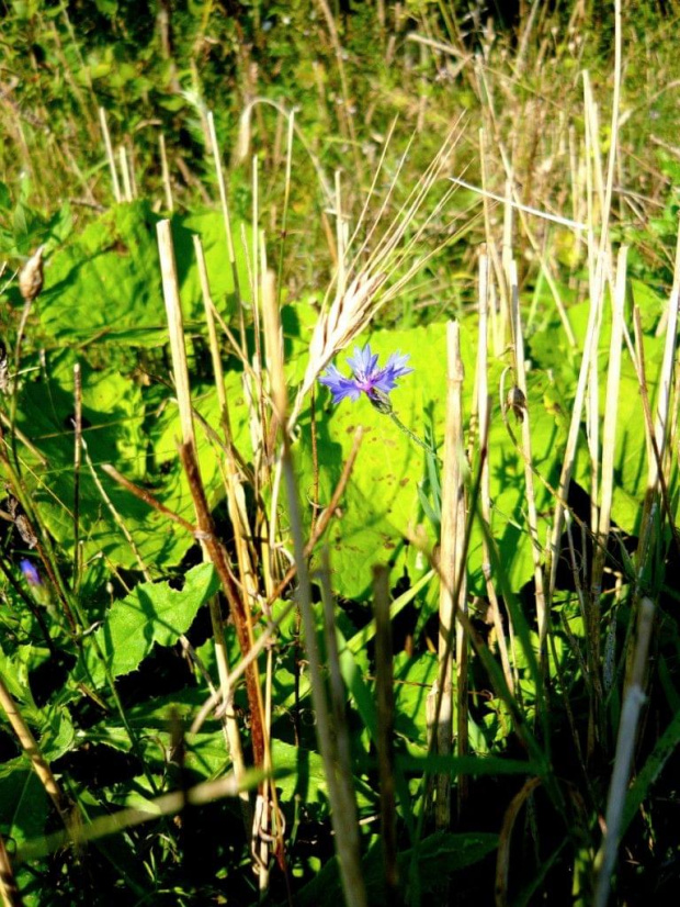 przyroda, natura #przyroda #natura