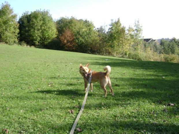 Rudzia, Swindon, Groundwell, październik 2008