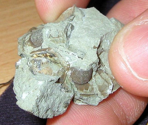Górne części trylobita Dalmanites sp. Długość okazu - 2,6 cm . Wiek : sylur -dolny dewon . Data znalezienia : 2004 . Wszystkie 3 okazy ( 19a , 19b , 19c ) zostały znalezione w jednej skale .