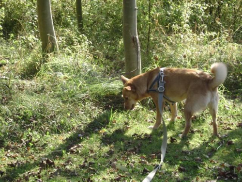 Rudzia, Swindon, Groundwell, październik 2008