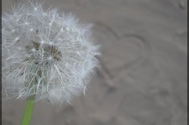 #anytimeshegoesaway #dmuchawiec #serce #piasek