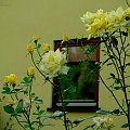 Za moim kuchennym oknem :) #Róże #ogród #kwiaty