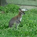 kangurek #kangur #zoo #zwierzęta