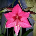 hippeastrum