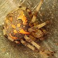 Araneus marmoreus #pająk