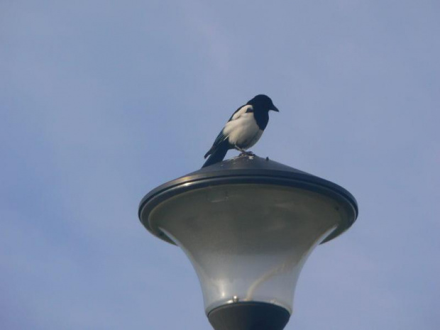 Ładny widok z tej latarni ;) #Ptaki