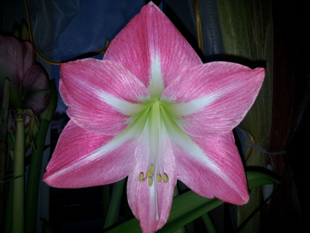 hippeastrum