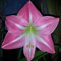 hippeastrum