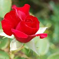 #kwiat #róża