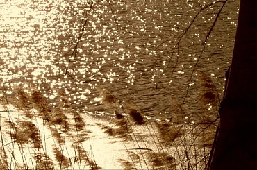 w słoncu #staw #trawy #slonce