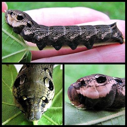 Gąsieniczka- 5,5cm długości:)- ciekawe jaki motyl z niej będzie? Szukałam w internecie ale nie znalazłam. Może Wy wiecie:)