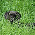 Lusia polująca na polne myszy #Lusia #pies #WTrawie #polowanie