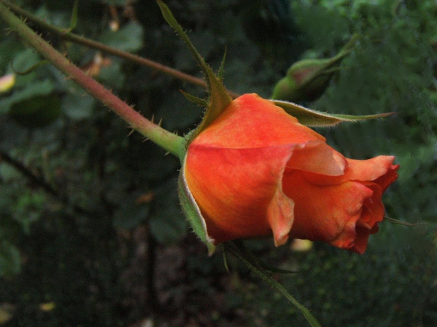 #ogród #rośliny #kwiaty #kwiat #róża #rosa #róże #westerland