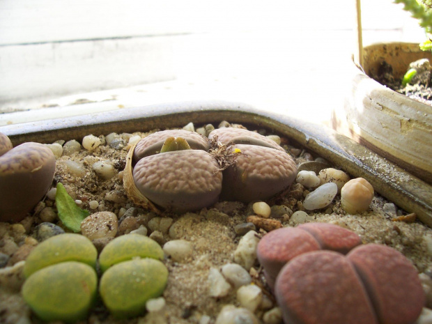 Lithops