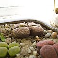 Lithops