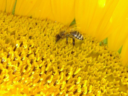 pszczoła tyranica :P