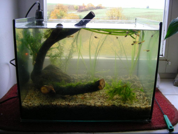 25l LT krewetkarium #AkwariumLtKrewetkarium