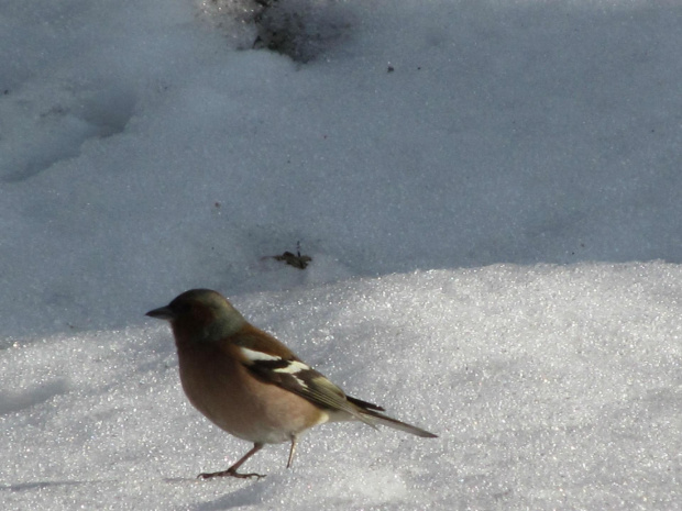 zaś zięby pożywiają się na śniegu ale wiemy o tym i zawsze coś tam znajdą #karmniki #ptaki #Tatry