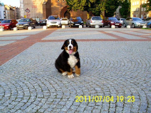 2011 Elbląg #pies #Lenar #berneńczyk #BerneńskiPiesPasterski