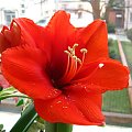 Czerwone Hippeastrum