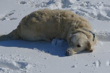 zabawy na śniegu #zwierzęta #psy #pies #GoldenRetriver