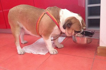 #buldog #FioletoweForum #forum