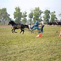 Folwark Podrzecze - zawody konne w powożeniu :)