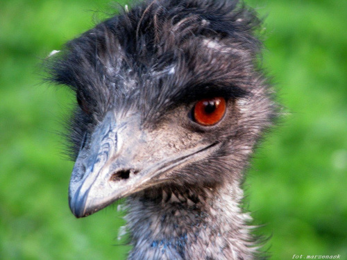 portret Emu ; )