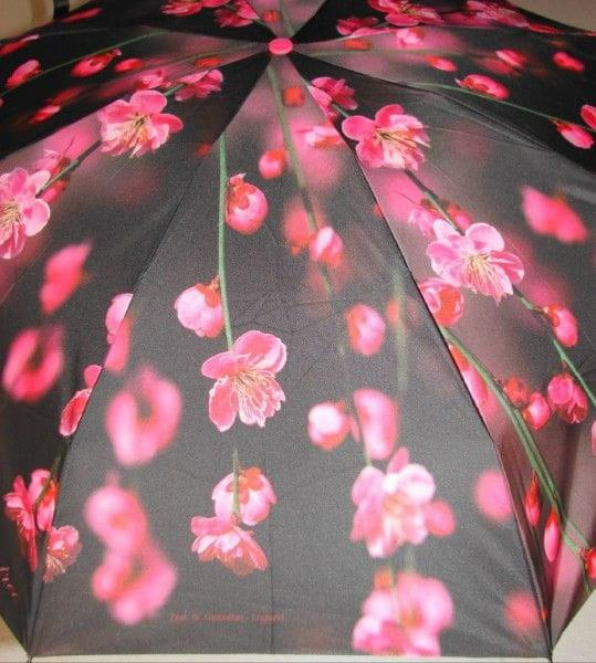 parasol zest foto series