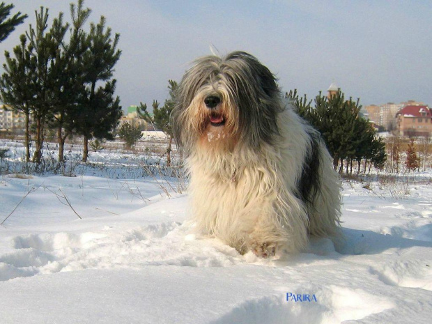 #PolskiOwczarekNizinny #PON #Parira #pies #dog