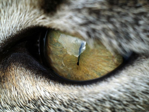 Kocie oko #kot #oko #spojrzenie #wzrok