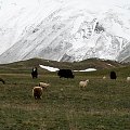Wypas pod zboczami #góry #pamir #kirgistan