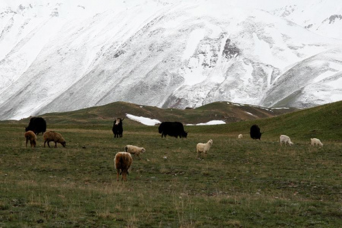 Wypas pod zboczami #góry #pamir #kirgistan