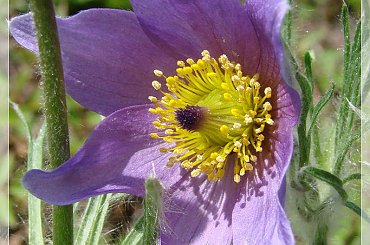 #kwiaty #ogród #sasanki #wiosna