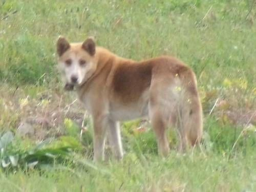 Husky błaka się 6.10.2009r