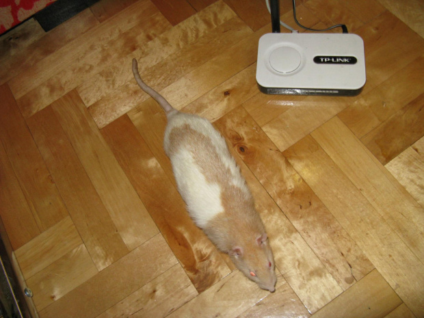 #szczur