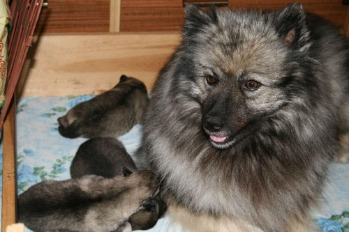 puppies 9 days old
