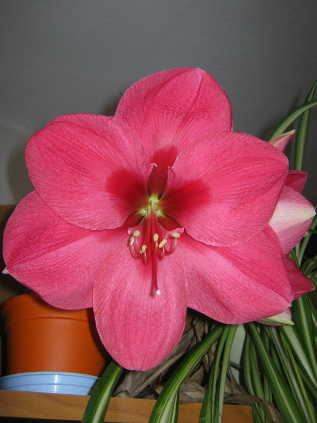 Hippeastrum Hercules #hippeastrum #hercules