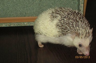 Mój jeżyk :) Samiczka #jeż #jeże #jeżyk #jeżyki #młode #samica #samiec