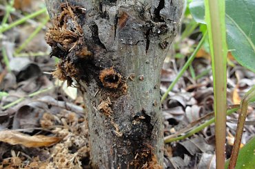 #krytoryjek #larwa #wierzba