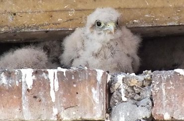 A ku ku :) #gniazdo #pustułki #sąsiedzi