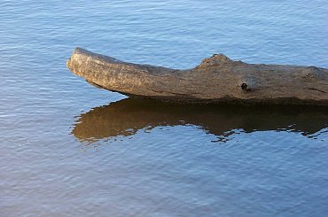 Krokodyl #Wisła #Warszawa #rzeka #błękit #konar