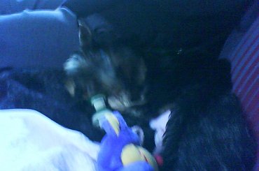 chicolo w pociągu #chico #pociąg #wrocław