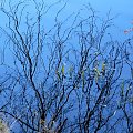 Impresje jesienne, odbicia w wodzie i kałużach #jesień #woda #jezioro #kałuże #liście #roślinki #drzewa