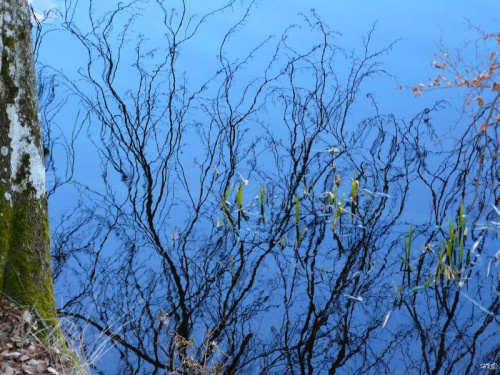 Impresje jesienne, odbicia w wodzie i kałużach #jesień #woda #jezioro #kałuże #liście #roślinki #drzewa