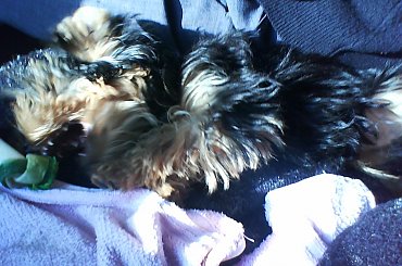 chicolo w pociągu #chico #pociąg #wrocław