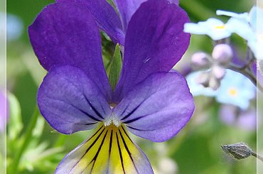 #bratki #kwiaty #ogród