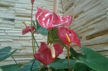 #rośliny #egzotyka #hobby #forum