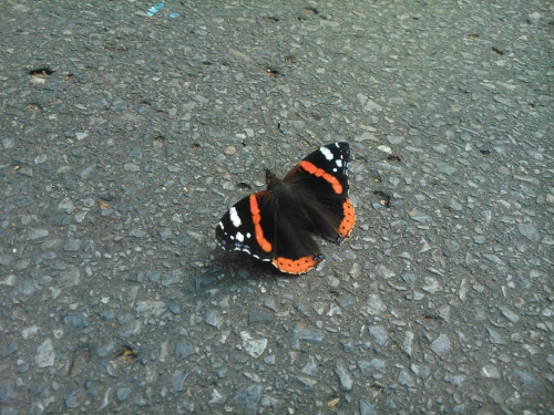 Rusałka admirał (Vanessa atalanta) #zwierzęta